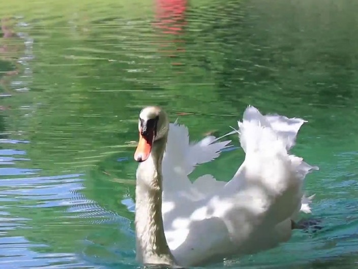Utah Wedding Video (42)